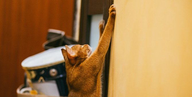 猫が壁で爪とぎをしてしまう時にやるべき『４つの対策』
