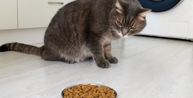 猫が『隠れてご飯を食べる』ようになった時に気にするべきこと4つ