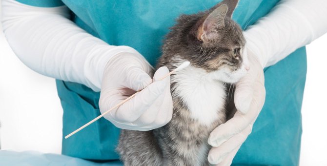 猫の湿疹で考えられる病気やその原因について