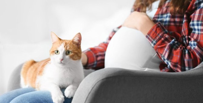 『猫と妊婦さん』の共存で必ず気を付けたい3つの注意点