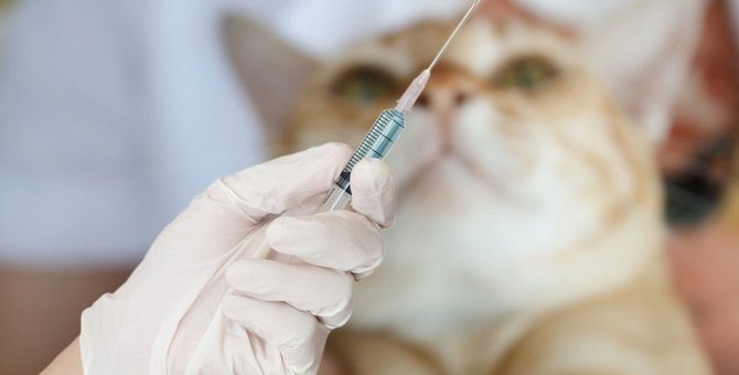 猫のワクチンはいつまで打つべき？多頭飼いの我が家の場合は！