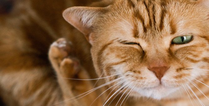 猫を危険にさらす『フィラリア症』の症状2つ　感染の仕方と対処法