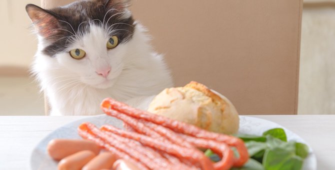 猫にとってのスーパーフードはどんな物？それぞれの特徴や与え方