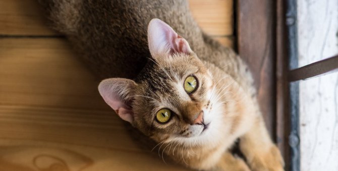 猫の『不安サイン』4つ　行動からわかる原因と解消法