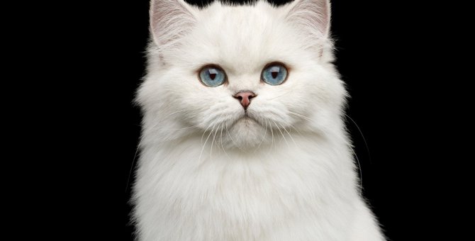 白猫の『遺伝子』の最強ポイント3つ！独特な特徴や性格を徹底解説！