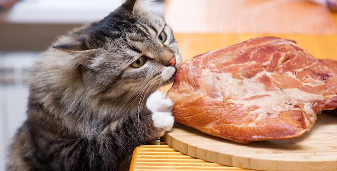 猫は馬刺しを食べても大丈夫？与え方やおすすめ商品まで