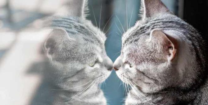 猫が『鏡』を見た時にするリアクション5つ♡映った自分を認識しているの？