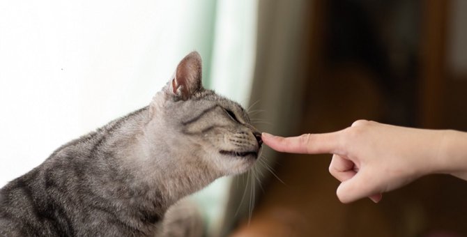 猫が『鼻を触られた時』の心理3つ！嫌な気持ちにならないの？