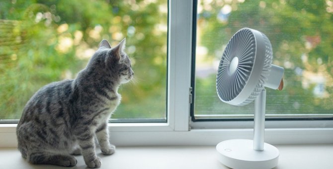 季節の変わり目は猫の『住環境の見直し』を！4つのチェックポイントと改善策