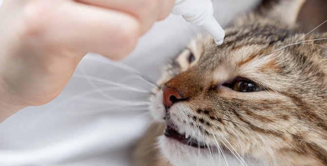 猫の目が『充血』している原因7つ　放置した場合の危険性は？