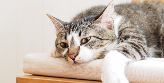 猫が『気疲れ』する原因4つ　飼い主がするべきメンタルケアとは