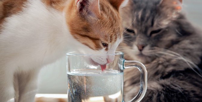 猫に水を正しく与えるには？注意点や飲ませる水の種類など