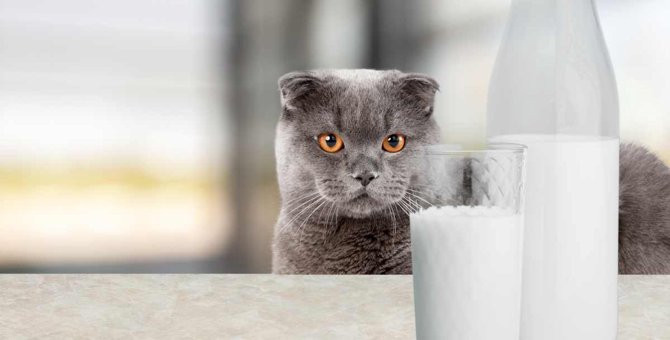 猫に人間が飲む『牛乳』は絶対NG！5つの理由と与えた時の危険性