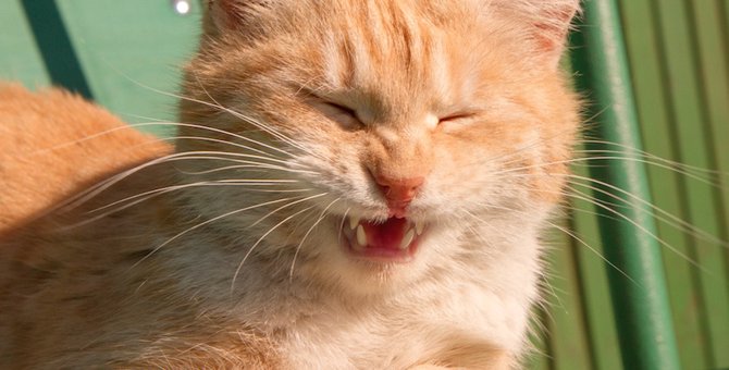 猫がくしゃみを連続でする時は危険なサイン！１０の原因と対策