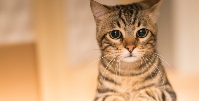 猫に絶対やってはいけない『暴言・態度』5つ