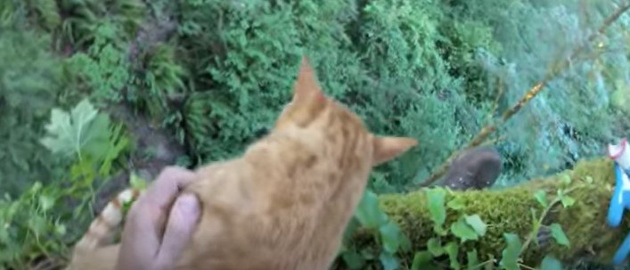 木から降りられない猫の元へ隣人の猫が家族を案内！猫の友情で無事救出