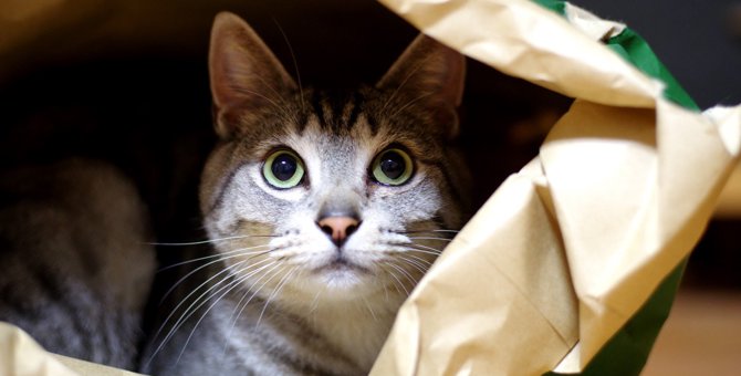 猫にとって『縄張り』とは？その範囲や特徴、守るためにする3つの行動を解説！