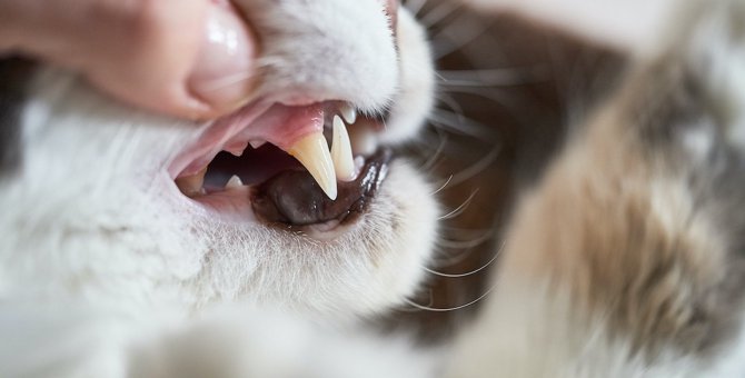 猫も『虫歯』になる？ならない？注意すべき病気と予防策