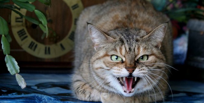 猫が威嚇する！シャーと鳴く原因や対処法を紹介