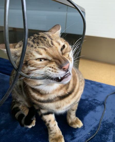 【危ない！】猫がケーブルを噛んで困った時の対策４つ