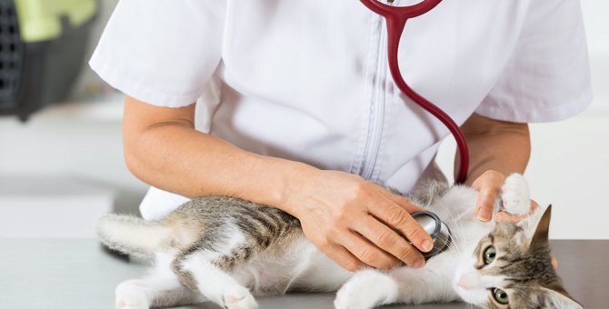 人間にも感染する猫の『クリプトコッカス症』とは？その原因や症状・診断・治療法