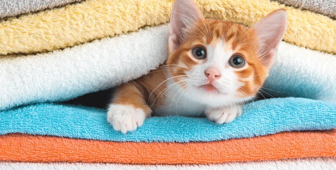 猫にホットタオルが使える！活用術と使う４つのメリット