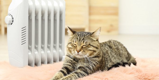 猫とって最高の『暖房アイテム』3選！使用時に注意するべきポイントも