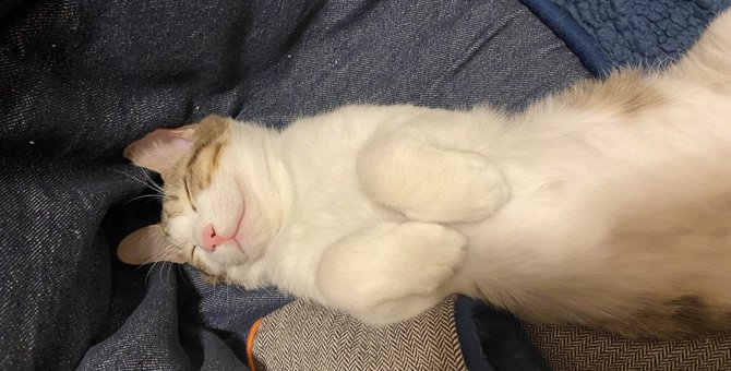 猫が『ヘソ天』で寝る4つの理由と注意点