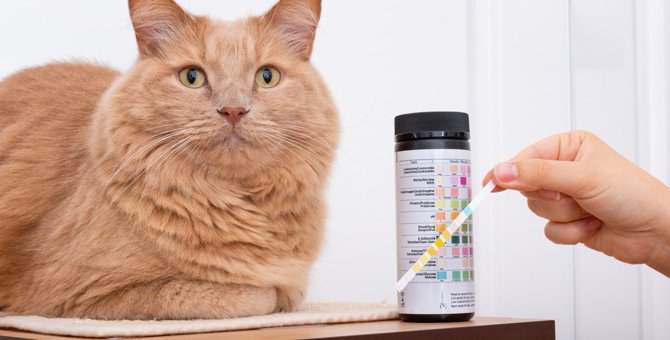 猫の『尿検査』でわかることとは？早期発見に繋がる病気や検査方法・頻度など5つ