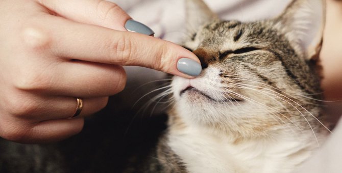 猫が『飼い主の匂い』を嗅ぎたくなる5つのタイミング