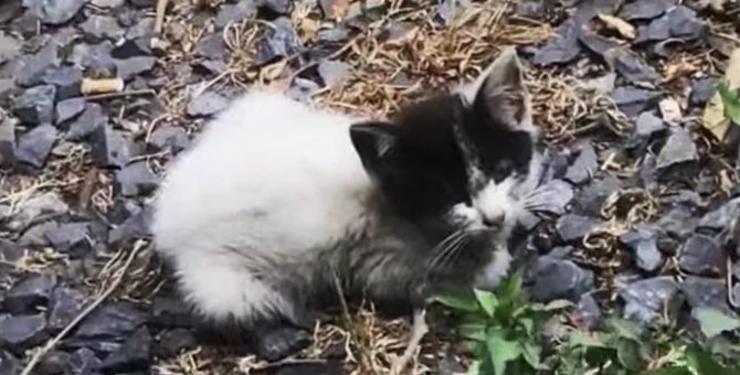「僕を助けてくれるの？」庭に迷い込んだ痩せ細った子猫をレスキュー