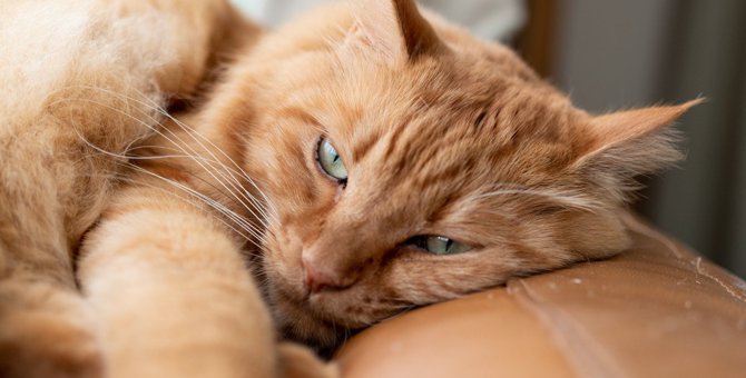 猫の『ストレスサイン』を見逃さないで！注意すべきポイントと予防策7つ