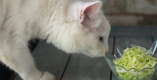 猫は『キャベツ』を食べてOK？与え方や注意点