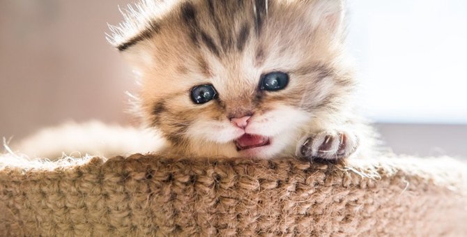 猫が『悲しげに鳴くとき』の気持ち5選！玄関や窓際で切ない声を上げる理由とは？