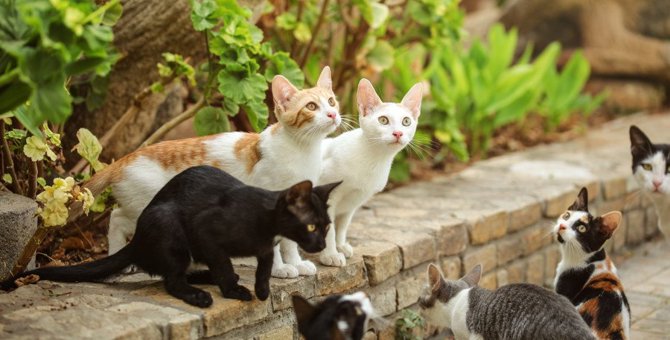 猫の寿命を縮める『外飼い』は避けるべき3つの理由