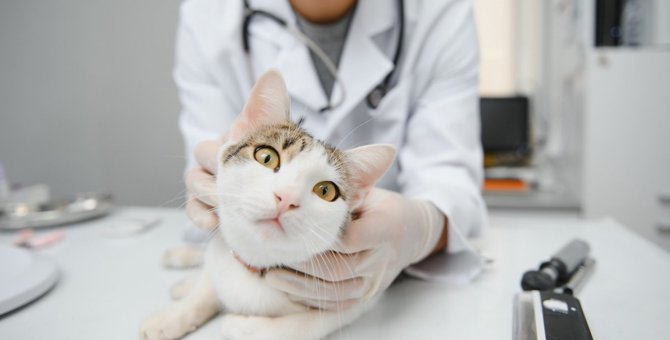 猫を突然死させる『心筋症』の症状4つ　原因と早く見つける方法も