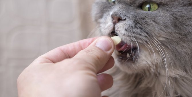 猫に薬を飲ませる3つの方法と嫌がられないための5つのコツ