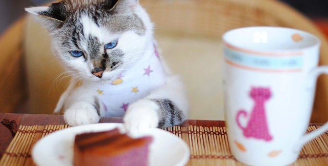 下北沢の猫カフェ！おすすめのお店5選をご紹介