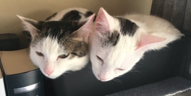 SNSで引き寄せた運命の出会い…2匹の子猫が家族の一員に！