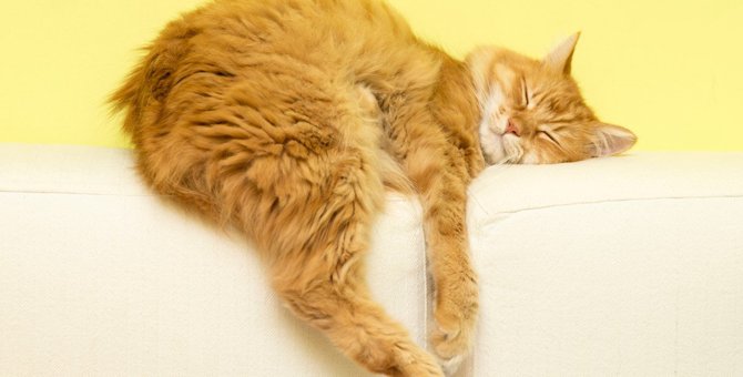 猫が『熟睡』している時の特徴3つ　見分け方のポイントとは？