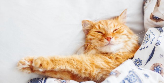 夏用の猫ベッド選び方、おすすめ商品