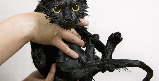 猫をお風呂に入れる時の最適な温度