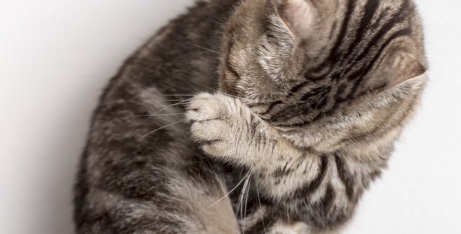 猫のストレスに繋がる『過剰なお世話』5つ！猫にとって心地よいお世話のあり方とは？