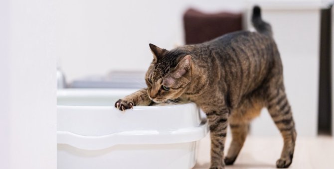 猫が嫌がる『使いにくいトイレ』の特徴5つ！改善しないと起きるトラブルとは