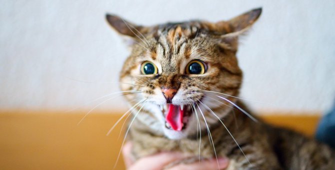 猫が『飼い主を威嚇』する4つの理由！威嚇のポーズや鳴き声とは？