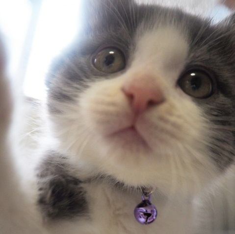 猫の自撮り風写真に挑戦！ニャンコを可愛く撮るコツとおすすめアプリ