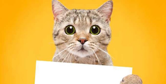 猫に関する『ことわざ』10選！意味や由来を徹底解説