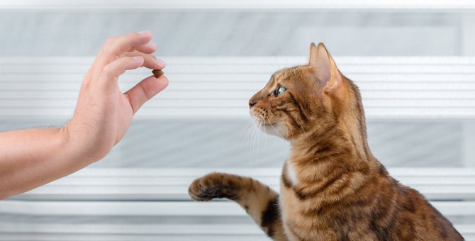 猫に『ご飯の代わりでおやつを与える』は絶対NG！2つの理由とご飯を食べない時の対処法