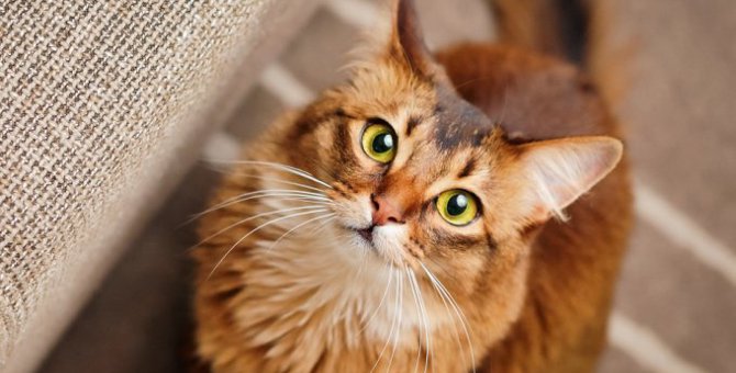 『ティッキング』をもつ猫種4選♡それぞれの特徴と魅力とは？