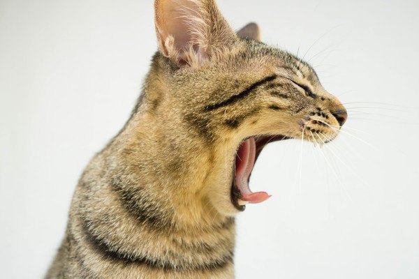 猫の口臭が生臭い時に考えられる病気や原因